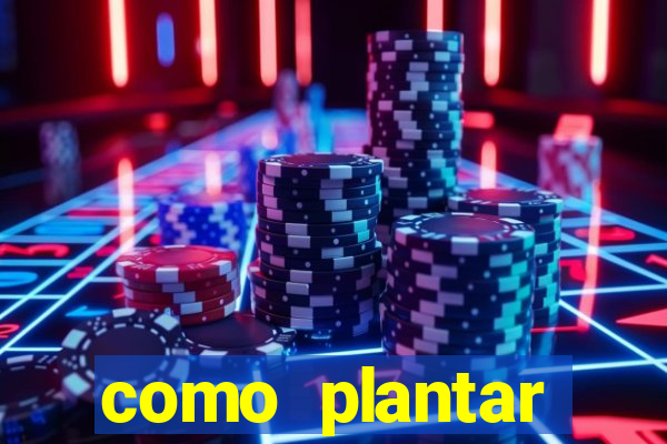 como plantar gergelim no vaso